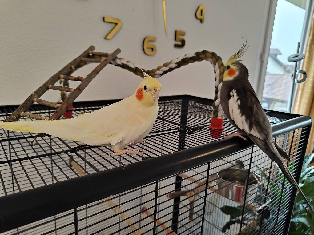 Couple calopsittes