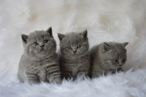  NEWManifique Bébés British-shorthair pur race