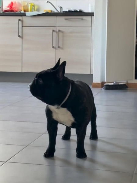 De type bouledogue français disponible pour saillie
