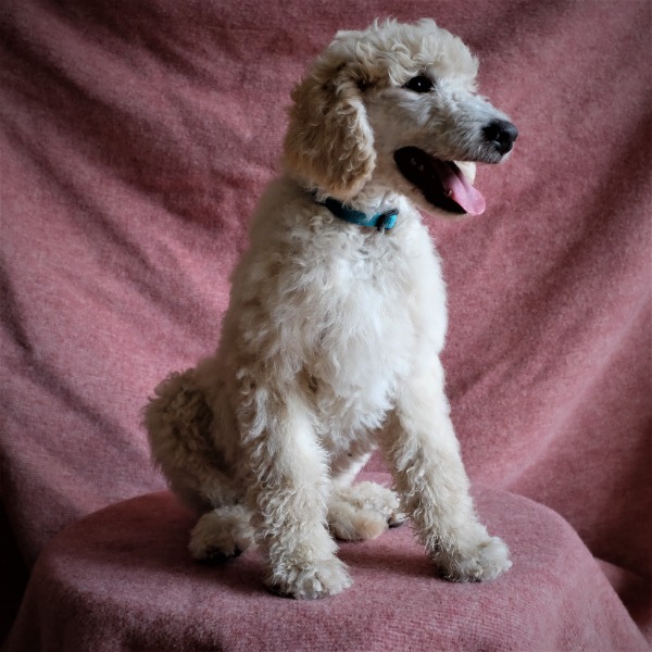 Cuccioli di Barbone Standard