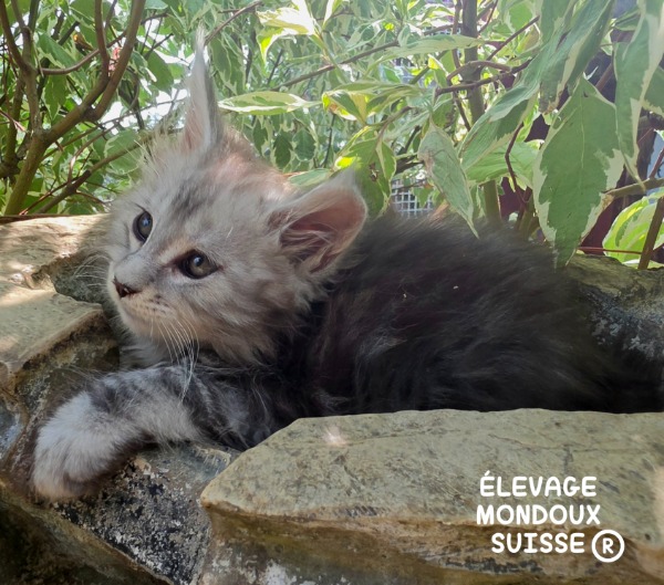 NEW! Manifique Bébés Maine Coon  pure race