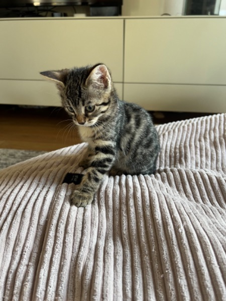 Chatons Bengals à donner