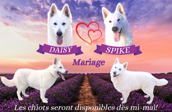 A réserver chiot Berger Blanc Suisse