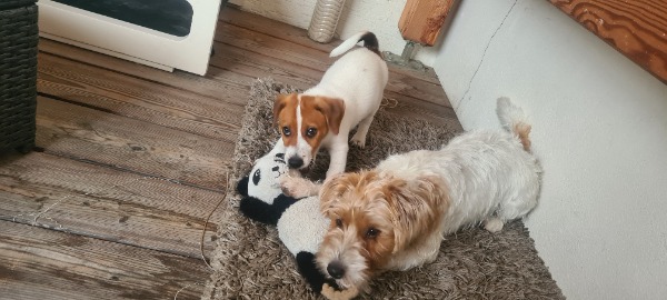 Jack Russel Terrier 1 ans