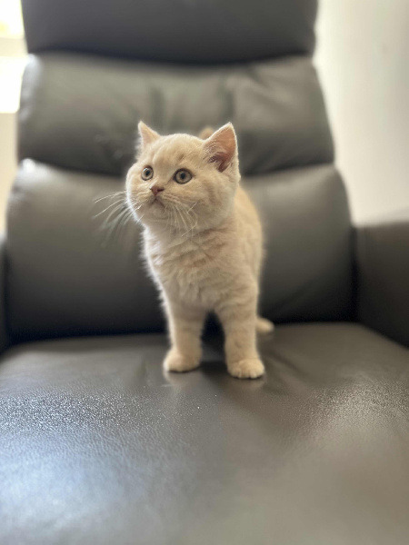 Magnifiques chatons British Shorthair BKH