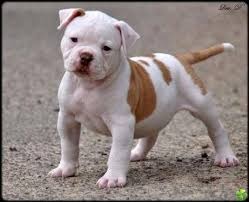 Bouledogue 2 Mois