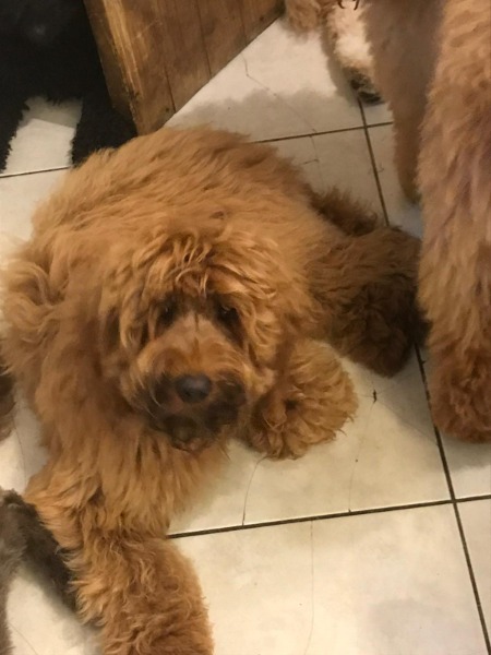 magnifique australian labradoodles - 6ème génération