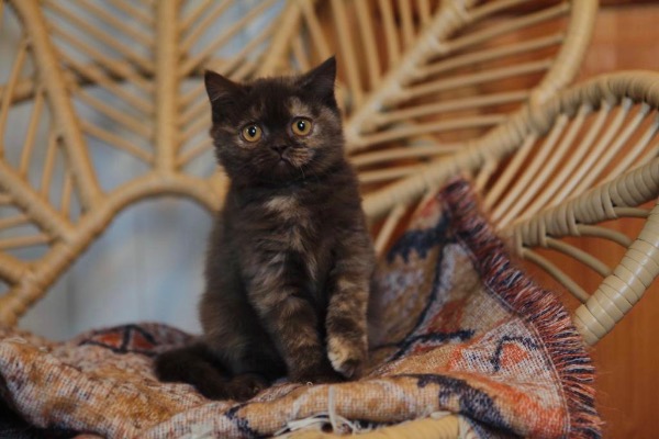 Magnifique british shorthair avec un caractère en or