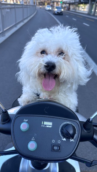 Sunny cherche une jolie femelle Maltese pour saillie