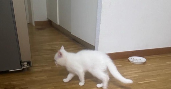 Magnifique chaton British Shorthair mâle blanc à vendre