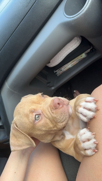 Chien à vendre: Américain bully Pocket