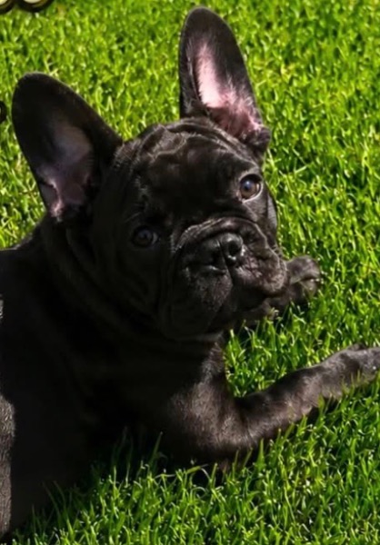 Jolie femelle bouledogue française