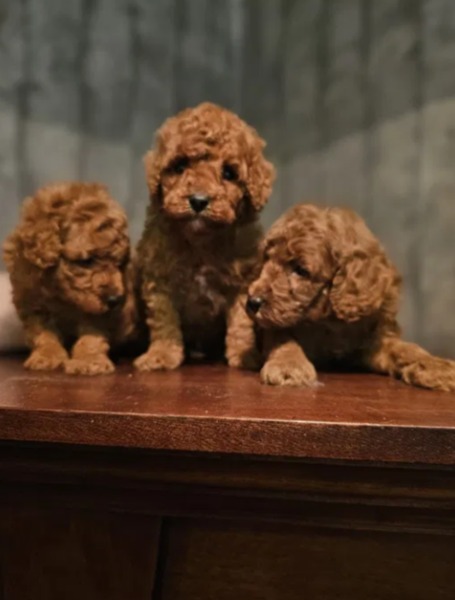 Chiot Caniche Nain