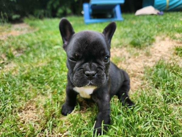 Chiots Bouledogue Français
