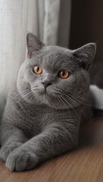 BKH Deckkater
