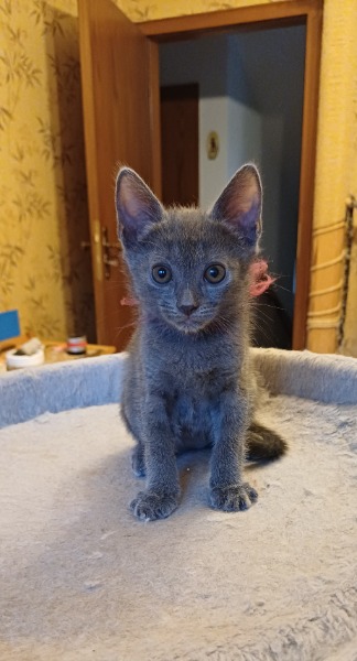 Chatons Chartreux mâles