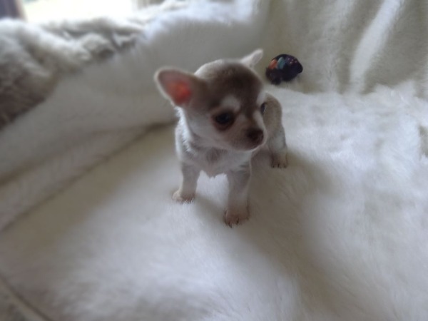 Chiot Chihuahua Pure Race