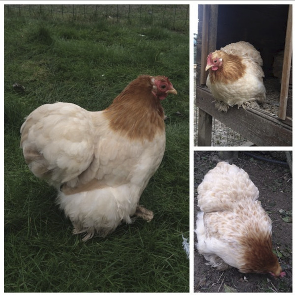 Pékin poussins de 1 à 3 semaines disponibles