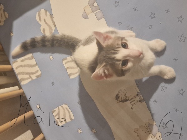 Quatre petits chatons