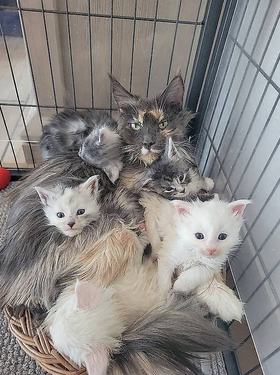 maine coon