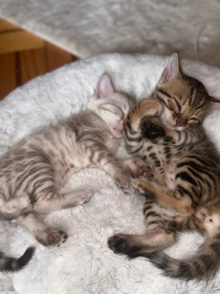 chatons bengal snow & brown livraison possible