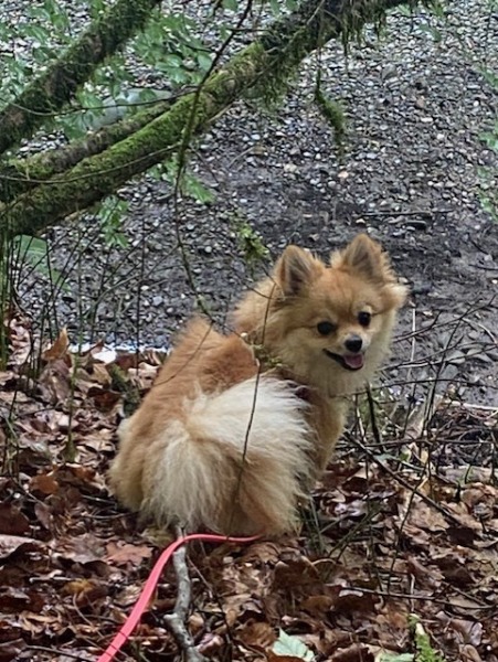 Petite Spitz cherche une super place