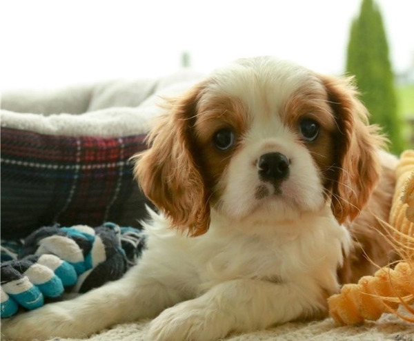 Adorable Cavalier King Charles