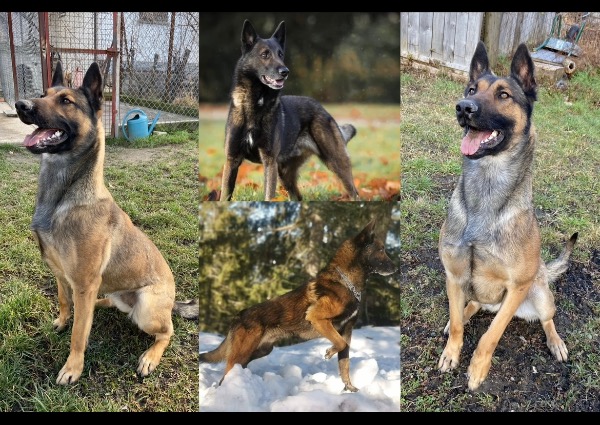 A réserver chiots Berger Belge Malinois LOF