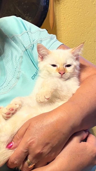Adorable chaton Ragdoll