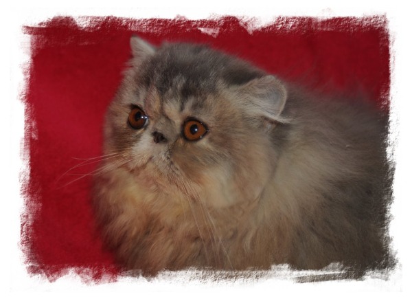 Chatonne Persane