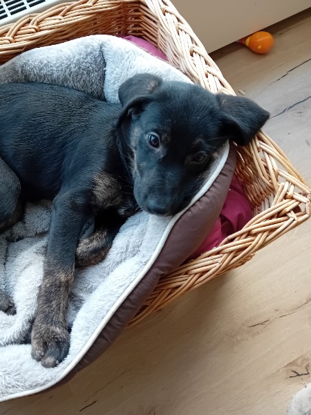 Jolie labrador de 3 mois