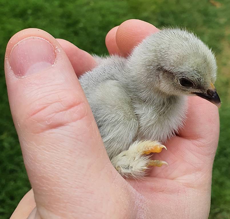 A vendre poussins Pékin