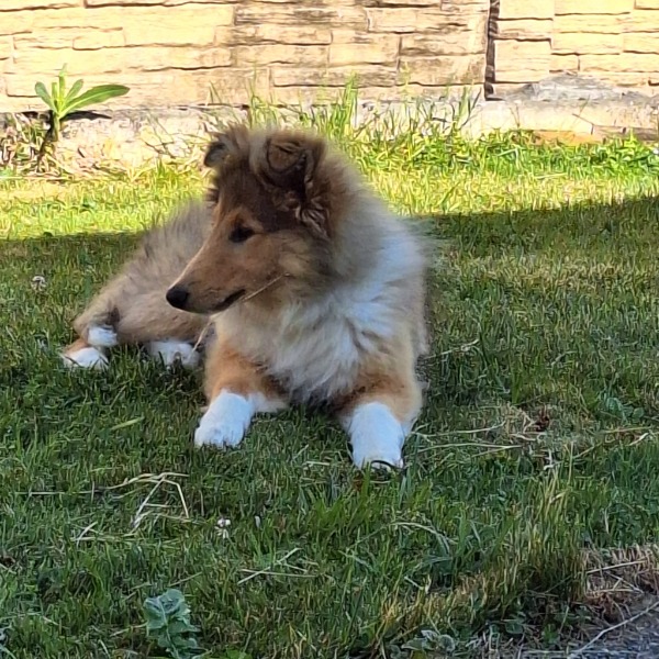 Magnifique Colley jeune chiot femelle de 5 ½ mois