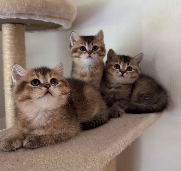 Chatons British Shorthair avec pedigree