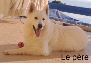 A vendre chiot Berger Blanc Suisse