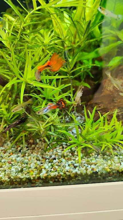 Guppys