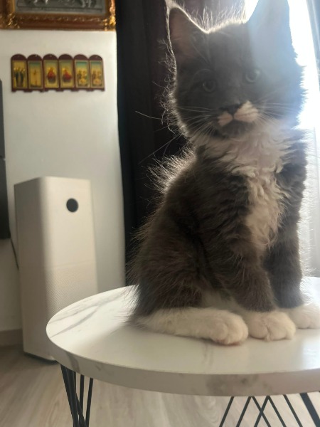 Mâle Maine Coon d"excellente lignée disponible