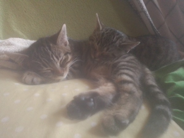 2 Chatons à vendre