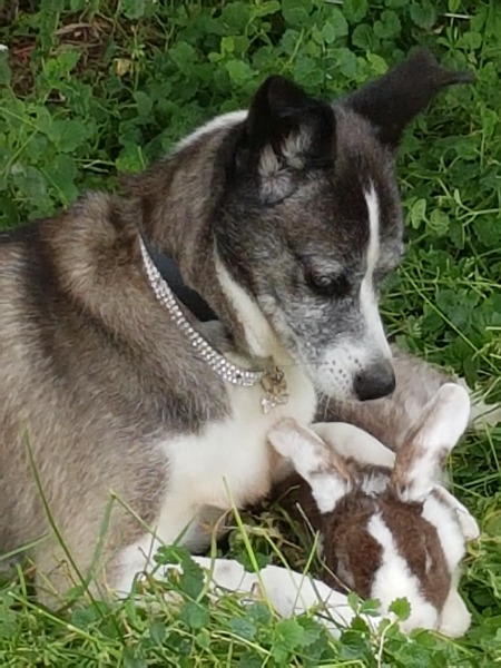 Adorable chienne à placer