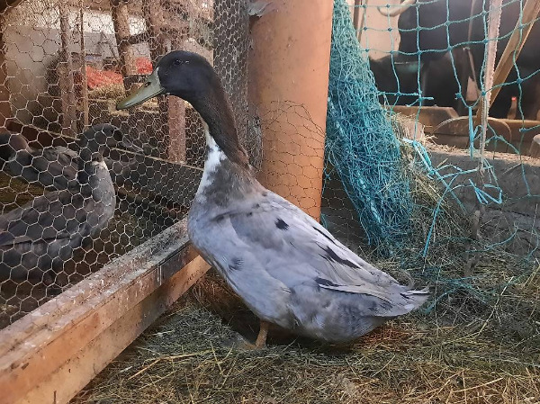 Canard de Poméranie