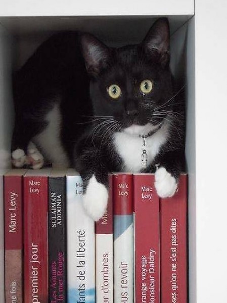 Livres NEUFS et d"occasion (très bon état)
