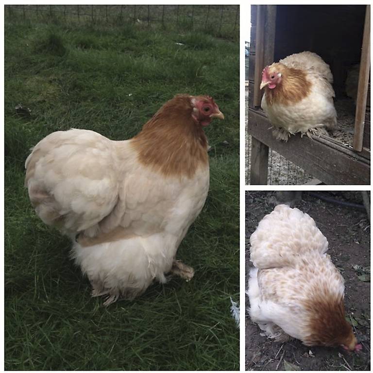 Pékin poussins