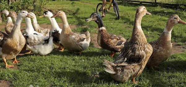 Canards