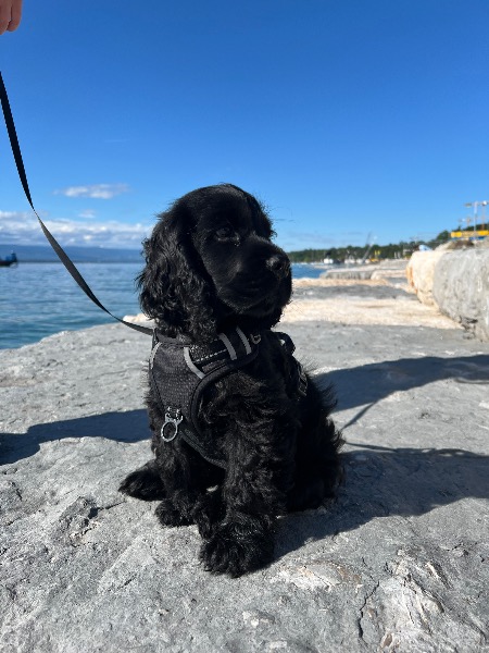 Vend chiot cocker Spaniel noir