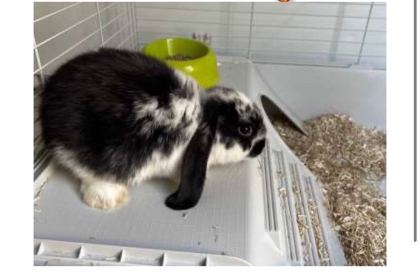 lapin nain bélier
