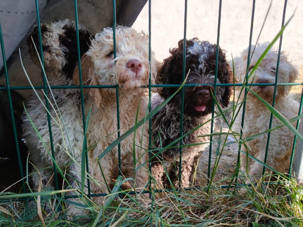 Chiots Lagotto Romagnolo Lof