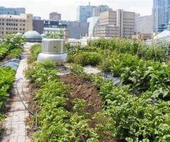 Terrain agricole potager lopin toit jardin sur Genève serre