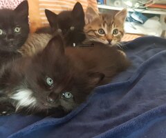 4 Chatons Savannah F5 Bio