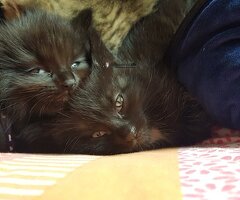 4 Chatons Savannah F5 Bio - Image 2