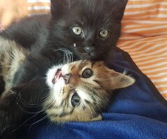 4 Chatons Savannah F5 Bio - Image 3